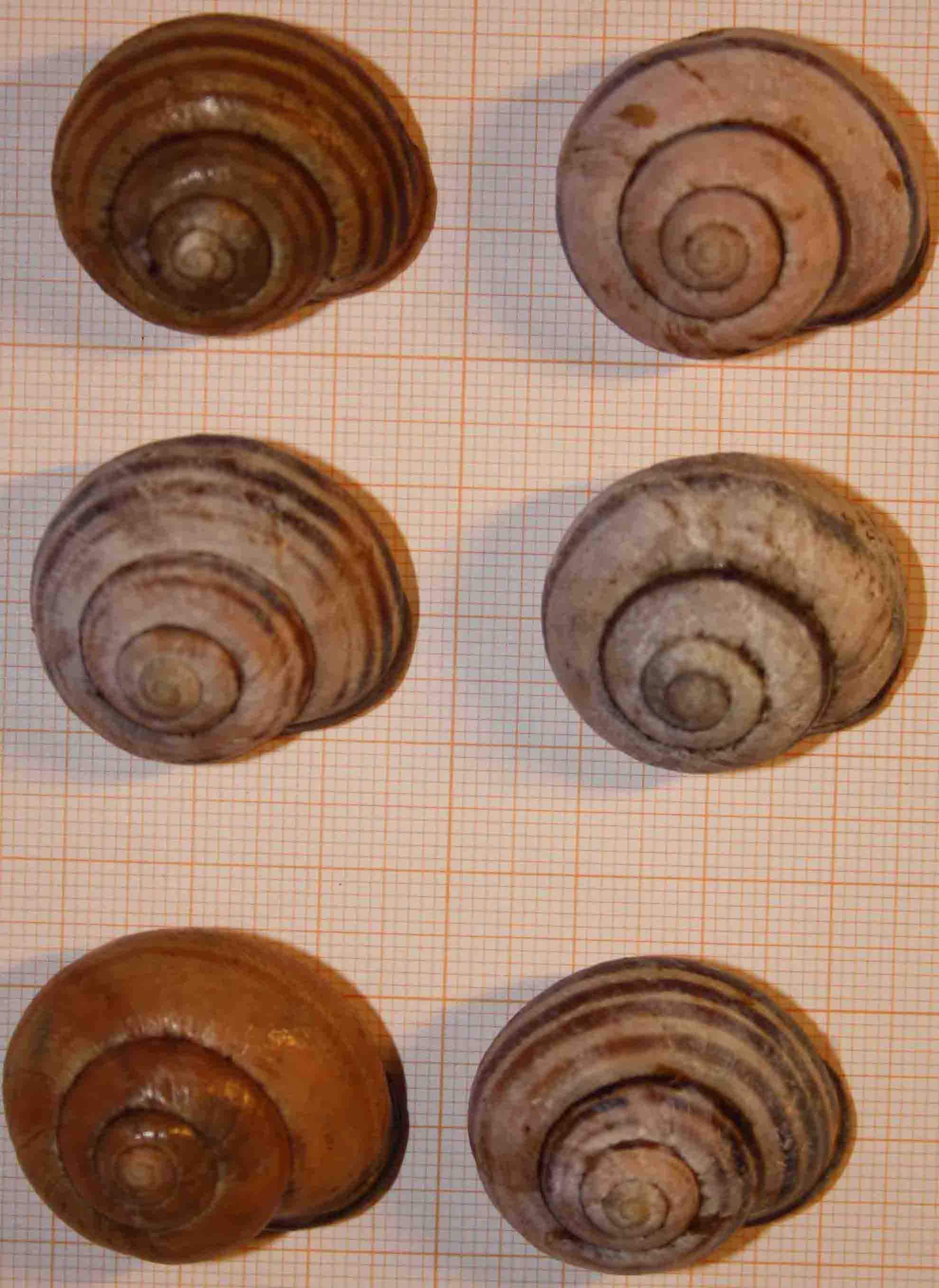 dall''Appennino bolognese: Cepaea nemoralis?